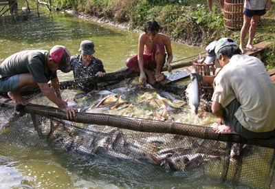 มูลค่าการส่งออกสัตว์น้ำของเวียดนามในปี๒๐๑๔จะบรรลุ๗พันล้านเหรียญสหรัฐ - ảnh 1