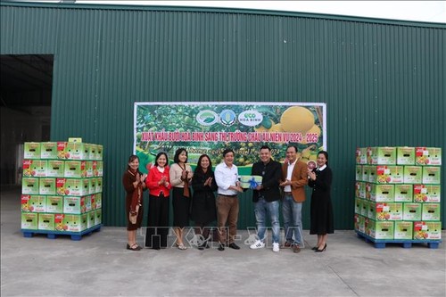 First batch of Hoa Binh grapefruits shipped to EU - ảnh 1