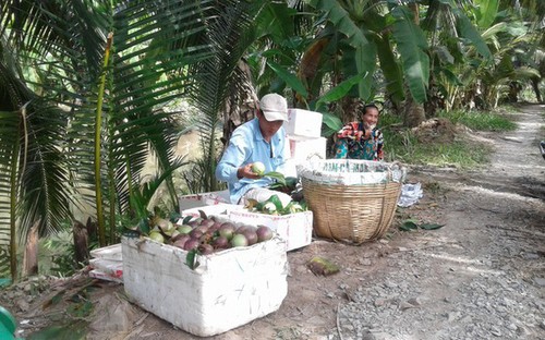 Активизация взаимодействия в производстве для экспорта пурпурного звездчатого яблока в США - ảnh 1