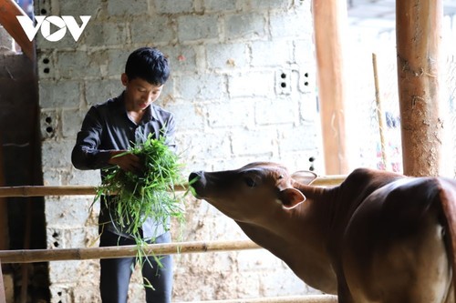 Жителям провинции Шонла помогают улучшить средства к существованию для выхода из бедности - ảnh 2