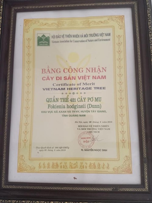 Уезд Тэйзянг провинции Куангнам сохраняет и развивает леса в сочетании с обеспечением средств к существованию местных жителей - ảnh 2