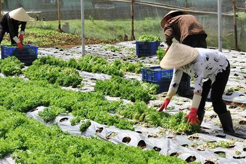 Nông nghiệp hữu cơ - gốc rễ của An toàn thực phẩm, xu hướng của Nông nghiệp thông minh - ảnh 3