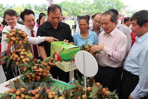 Tỉnh Hải Dương mở rộng vùng sản xuất vải theo tiêu chuẩn quốc tế - ảnh 1