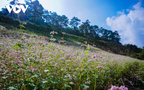 Hà Giang- mùa hoa tam giác mạch - ảnh 2