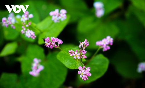 Hà Giang- mùa hoa tam giác mạch - ảnh 4