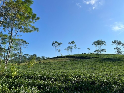 Nâng cao giá trị trà Việt, vươn tầm thế giới - ảnh 1