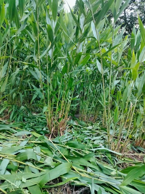 Bánh gio mật mía - hương vị ngọt lành thanh mát của vùng đất Bắc Kạn (Thái Nguyên) - ảnh 4