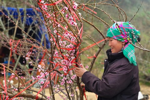 Đào rừng xuống núi mang theo sắc xuân rực rỡ nơi vùng cao Tây Bắc - ảnh 6