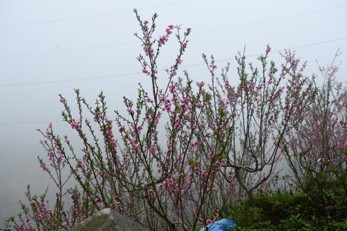 Đào rừng xuống núi mang theo sắc xuân rực rỡ nơi vùng cao Tây Bắc - ảnh 9