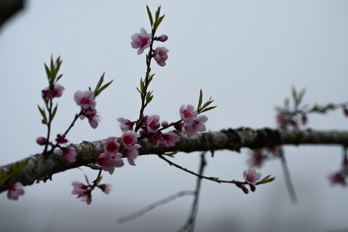 Đào rừng xuống núi mang theo sắc xuân rực rỡ nơi vùng cao Tây Bắc - ảnh 2