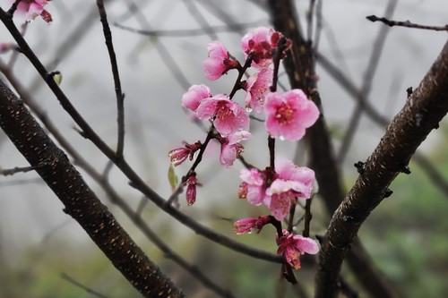 Đào rừng xuống núi mang theo sắc xuân rực rỡ nơi vùng cao Tây Bắc - ảnh 1