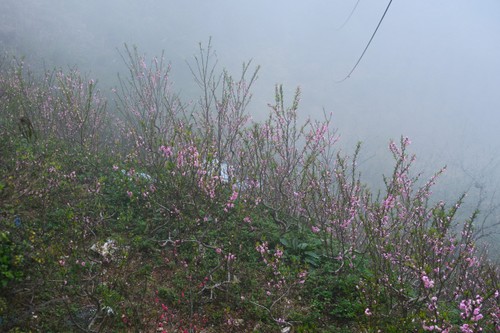 Đào rừng xuống núi mang theo sắc xuân rực rỡ nơi vùng cao Tây Bắc - ảnh 4