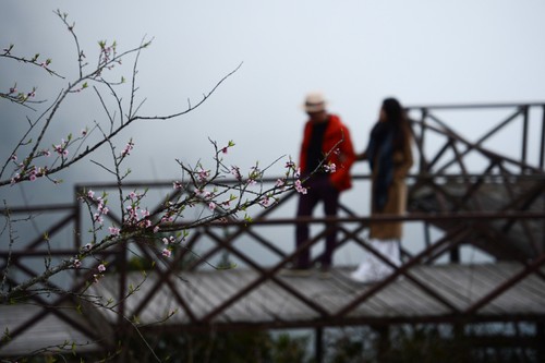 Đào rừng xuống núi mang theo sắc xuân rực rỡ nơi vùng cao Tây Bắc - ảnh 8