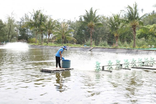 Ngư dân Quảng Trị phát triển nuôi trồng hải sản bền vững - ảnh 2