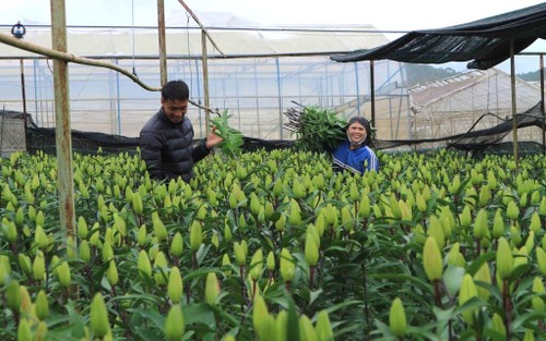 Цветочные деревни на плоскогорье Ламвьен - ảnh 3