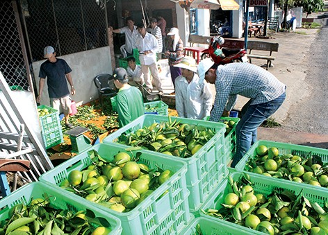 后江省凤协县农民携手将川橙品牌推向市场 - ảnh 2