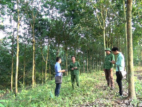 奠边省靠种植橡胶减贫 - ảnh 1