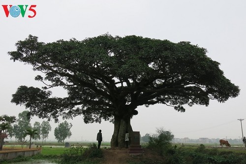 平沱村——遗产之乡 - ảnh 2