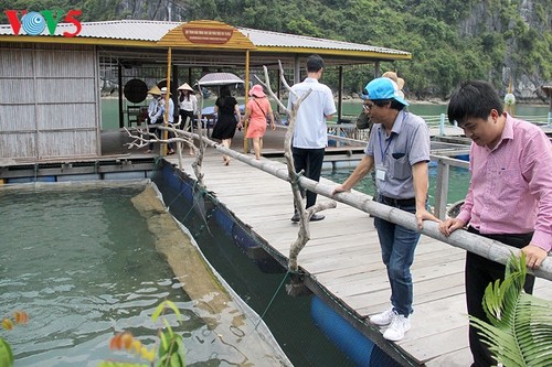 与大海和谐相处给下龙湾渔民带来生计 - ảnh 4