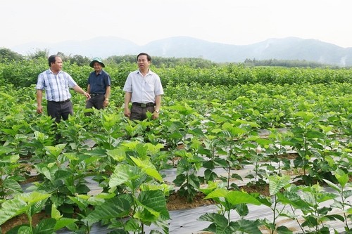 种桑养蚕给平顺省德灵县农民带来高收入 - ảnh 3