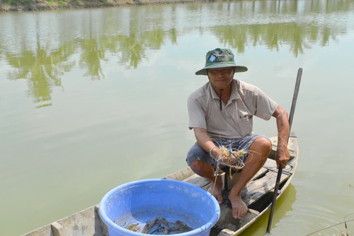 ប្រសិទ្ធភាពនាំមកពីគំរូចិញ្ចឹមបង្កងទឹកសាប - ảnh 1