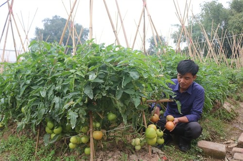 ខេត្ត Hung Yen ផ្តោតសំខាន់លើការរៀបចំរចនាសម្ព័ន្ធផលិតកម្មកសិកម្មឡើងវិញ - ảnh 2