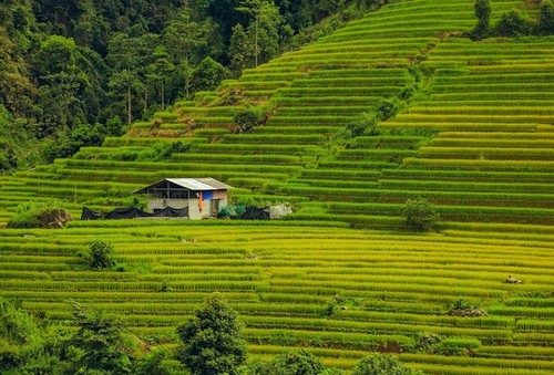 ទេសភាពដ៏សុខសាន្តរបស់ Nam Cang - Sapa - ảnh 5