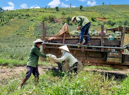 ប្រសិទ្ធ​ភាព​ពី​ការផ្លាស់ប្ដូរ​ដំណាំដាំដុះ និងសត្វចិញ្ចឹម រួមជាមួយ​ការប្រើប្រាស់​ទុន​កម្ចី​អនុគ្រោះនៅឃុំ​ដាច់ស្រយាល Cu Dram (Dak Lak) - ảnh 1