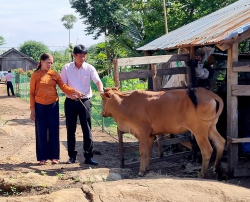 ប្រសិទ្ធ​ភាព​ពី​ការផ្លាស់ប្ដូរ​ដំណាំដាំដុះ និងសត្វចិញ្ចឹម រួមជាមួយ​ការប្រើប្រាស់​ទុន​កម្ចី​អនុគ្រោះនៅឃុំ​ដាច់ស្រយាល Cu Dram (Dak Lak) - ảnh 2