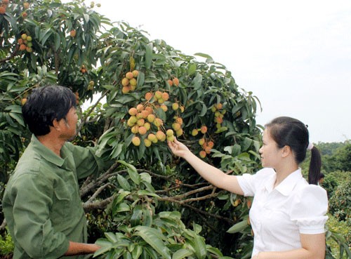 Bắc Giang: Bàn giải pháp đẩy mạnh tiêu thụ sản phẩm vải thiều  - ảnh 1