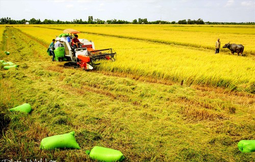 Xây dựng Bảo tàng Nông nghiệp Đồng bằng sông Cửu Long - ảnh 1