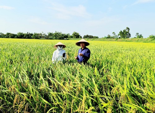 ThaiBinh Seed giành giải nhất trị giá 750.000 USD của Tổ chức phát triển Hà Lan - ảnh 1