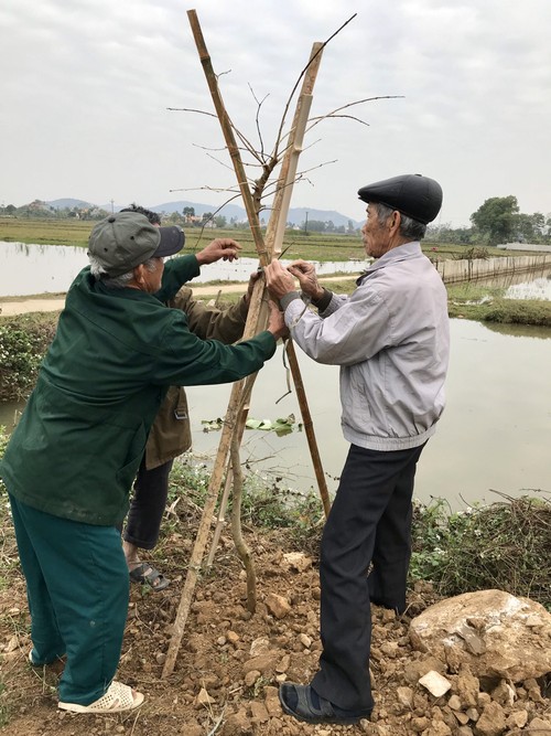 Kiều bào CHLB Đức khơi dậy tình yêu trồng và chăm sóc cây xanh - ảnh 2