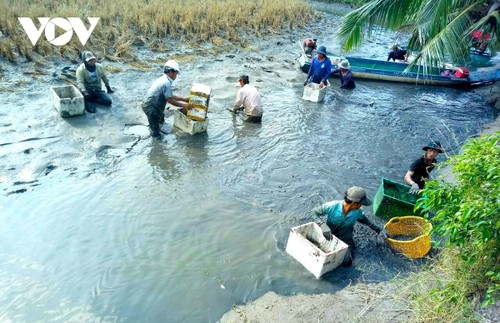 Nâng cao hiệu quả mô hình sản xuất lúa – tôm - ảnh 2