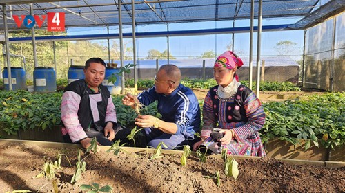 "Quốc bảo” nảy mầm trên rẻo cao Sơn La - ảnh 3