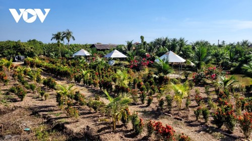 Xã đảo Tam Hiệp (Bến Tre) vào Xuân - ảnh 1