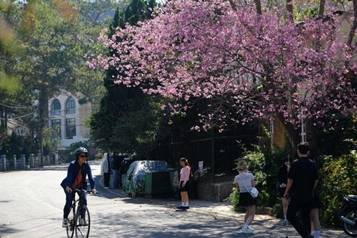 Tourists flock to Da Lat after Tet to admire flowers  - ảnh 1