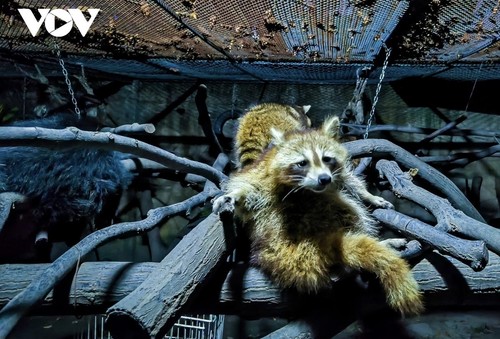 Sai Gon Zoo operates tour of nocturnal wildlife - ảnh 2