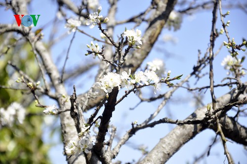 ดอกพลัมสีขาวของป่าในเขตตะวันตกเฉียงเหนือเวียดนาม - ảnh 7