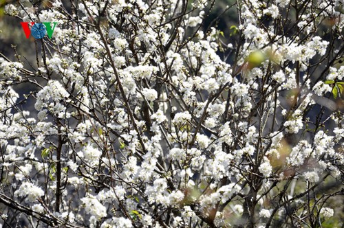 ดอกพลัมสีขาวของป่าในเขตตะวันตกเฉียงเหนือเวียดนาม - ảnh 9