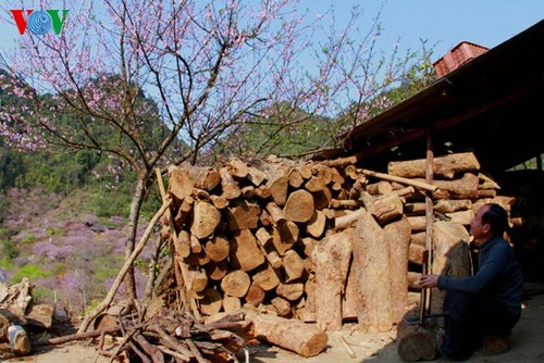 ดอกท้อแห่งวสันต์บานสายในอำเมือง Moc Chau - ảnh 3