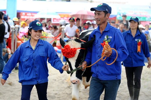 เอกลักษณ์ของการประกวดโคนมที่ Mộc Châu - ảnh 3