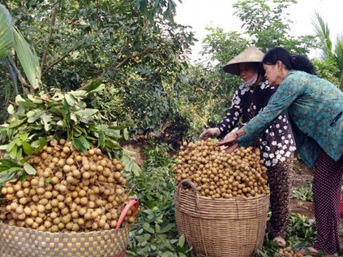 เกษตรกรจังหวัดด่งท้าบผลักดันการส่งออกผลิตภัณฑ์การเกษตรไปยังต่างประเทศ - ảnh 1