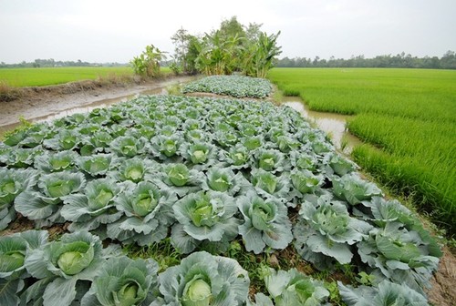 การปรับเปลี่ยนโครงสร้างพันธุ์พืชสร้างประสิทธิภาพในการสร้างสรรค์ชนบทใหม่ในตำบลเตินเหงีย - ảnh 1