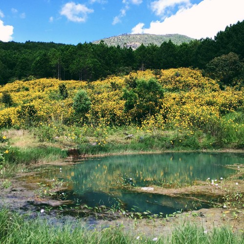 ความสวยงามของดอกบัวตองในเมืองดาลัด - ảnh 8