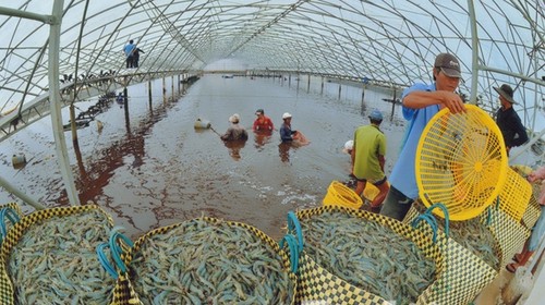 พัฒนาการเพาะเลี้ยงกุ้งที่ปรับตัวเข้ากับการเปลี่ยนแปลงของสภาพภูมิอากาศ - ảnh 1