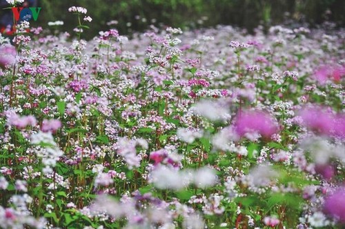 5th Buckwheat Flower Festival opens in Ha Giang - ảnh 1