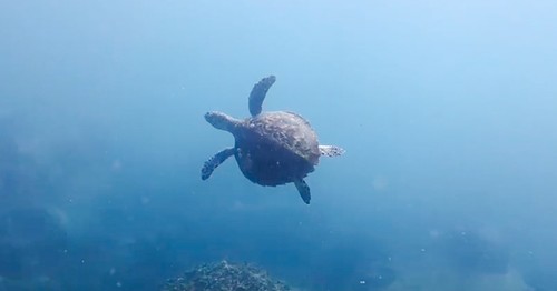 Sea turtles sighted in Nha Trang Bay: A positive indicator for marine conservation - ảnh 1