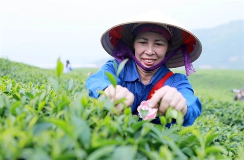 Vietnam ranks fifth globally in tea exports - ảnh 1