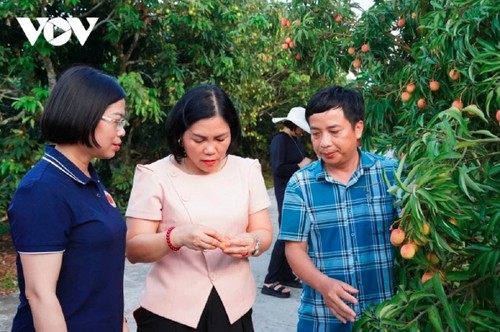 Hai Duong lychees aimed at high-end markets - ảnh 3